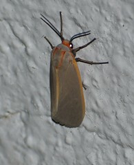 Pygarctia abdominalis