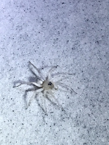 Santa Rosa Wolf Spider photo 2