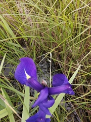 Iris laevigata