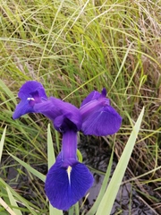 Iris laevigata