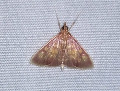 Pyrausta acrionalis