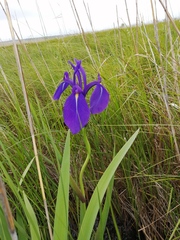 Iris laevigata