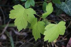 Acer pseudoplatanus