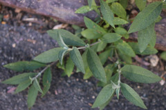 Buddleja davidii