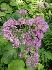 Adenostyles alliariae