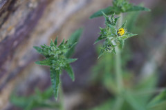 Helminthotheca echioides