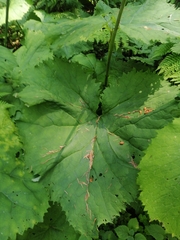 Adenostyles alliariae