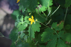 Chelidonium majus