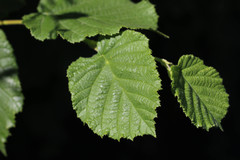 Corylus avellana