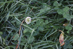 Trifolium repens