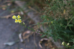 Linaria vulgaris