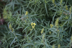 Linaria vulgaris