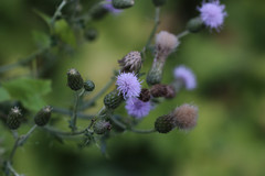 Cirsium arvense