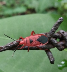 Probergrothius scutellaris