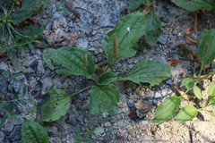 Plantago major