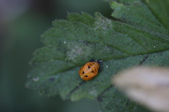 Harmonia axyridis