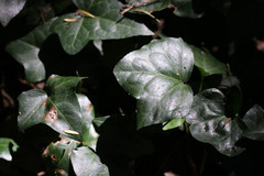 Hedera helix