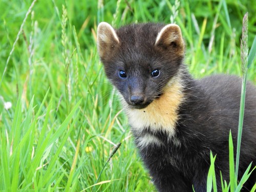 Eurasian Pine Marten