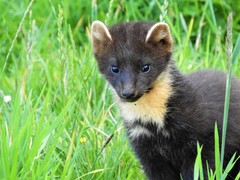 European Pine Marten photo 5