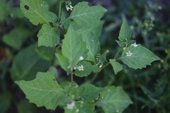 Solanum nigrum