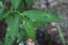 Persicaria maculosa