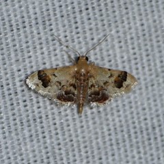 Idaea asceta