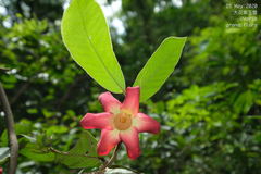 Uvaria grandiflora