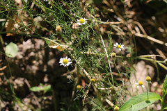 Tripleurospermum inodorum