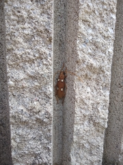 Eburia quadrigeminata