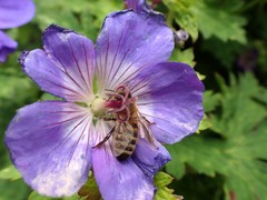 Apis mellifera