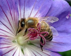 Apis mellifera