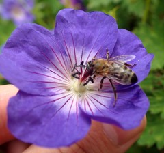 Apis mellifera