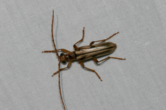 Ortholeptura valida