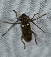 Eburia mutica