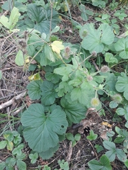 Geum macrophyllum