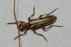 Ortholeptura valida
