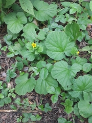 Geum macrophyllum