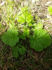 Geum macrophyllum