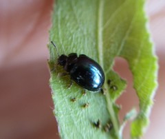 Plagiodera versicolora