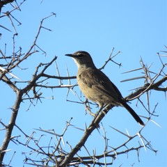 Cercotrichas coryphoeus coryphoeus