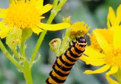 Tyria jacobaeae