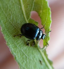 Plagiodera versicolora