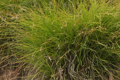 Carex pediformis