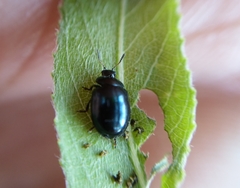 Plagiodera versicolora