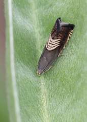 Grapholita tristrigana