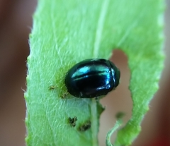 Plagiodera versicolora