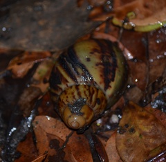 Archachatina marginata ovum
