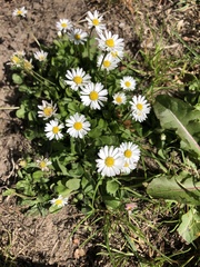 Bellis perennis