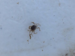 Rhithropanopeus harrisii