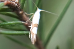 Argyresthia ivella